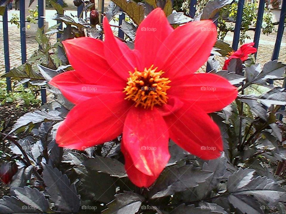 flower