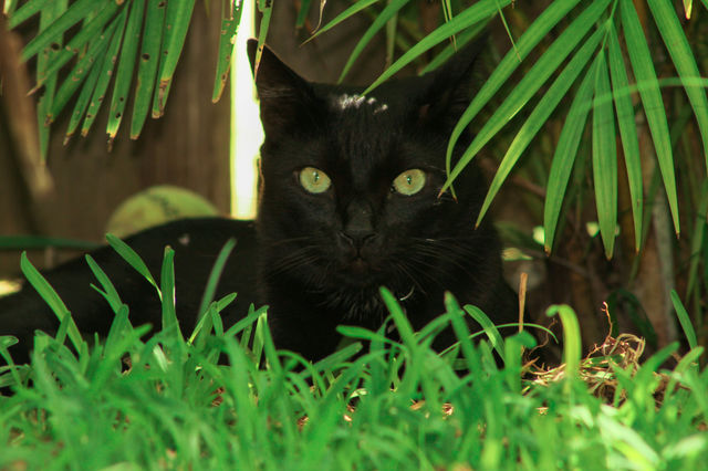 Cat in the grass
