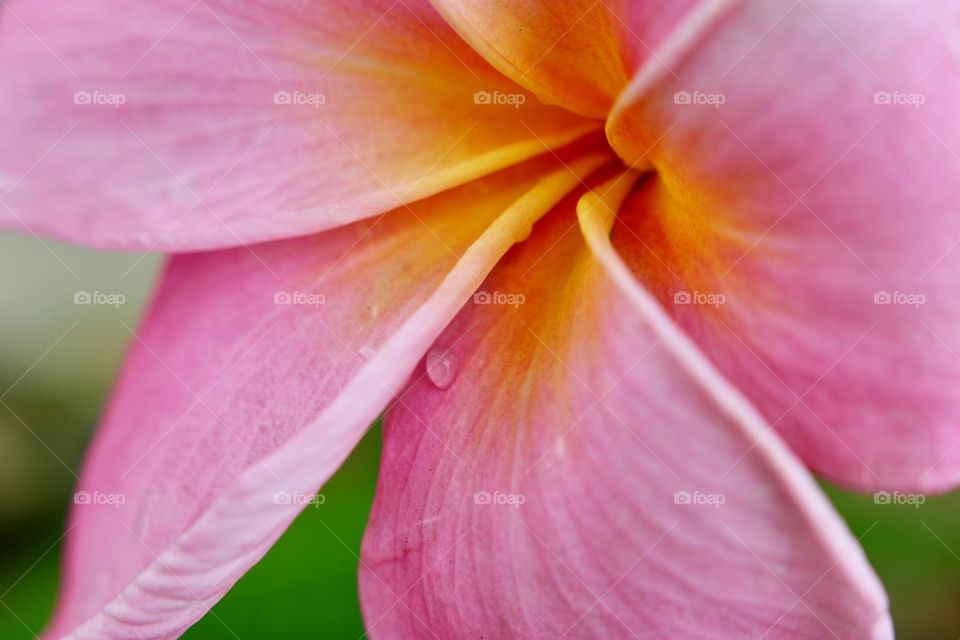Beautiful bright flower on a dewey morning after the rain. 