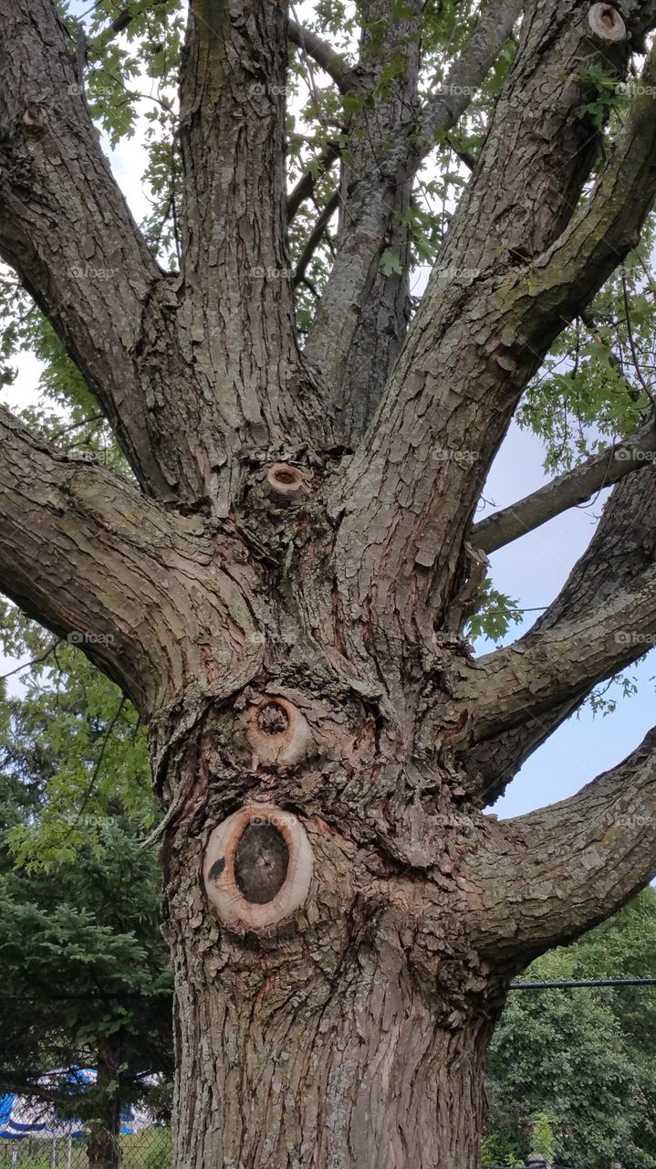 I like the structures of trees. It's amazing how nature works.