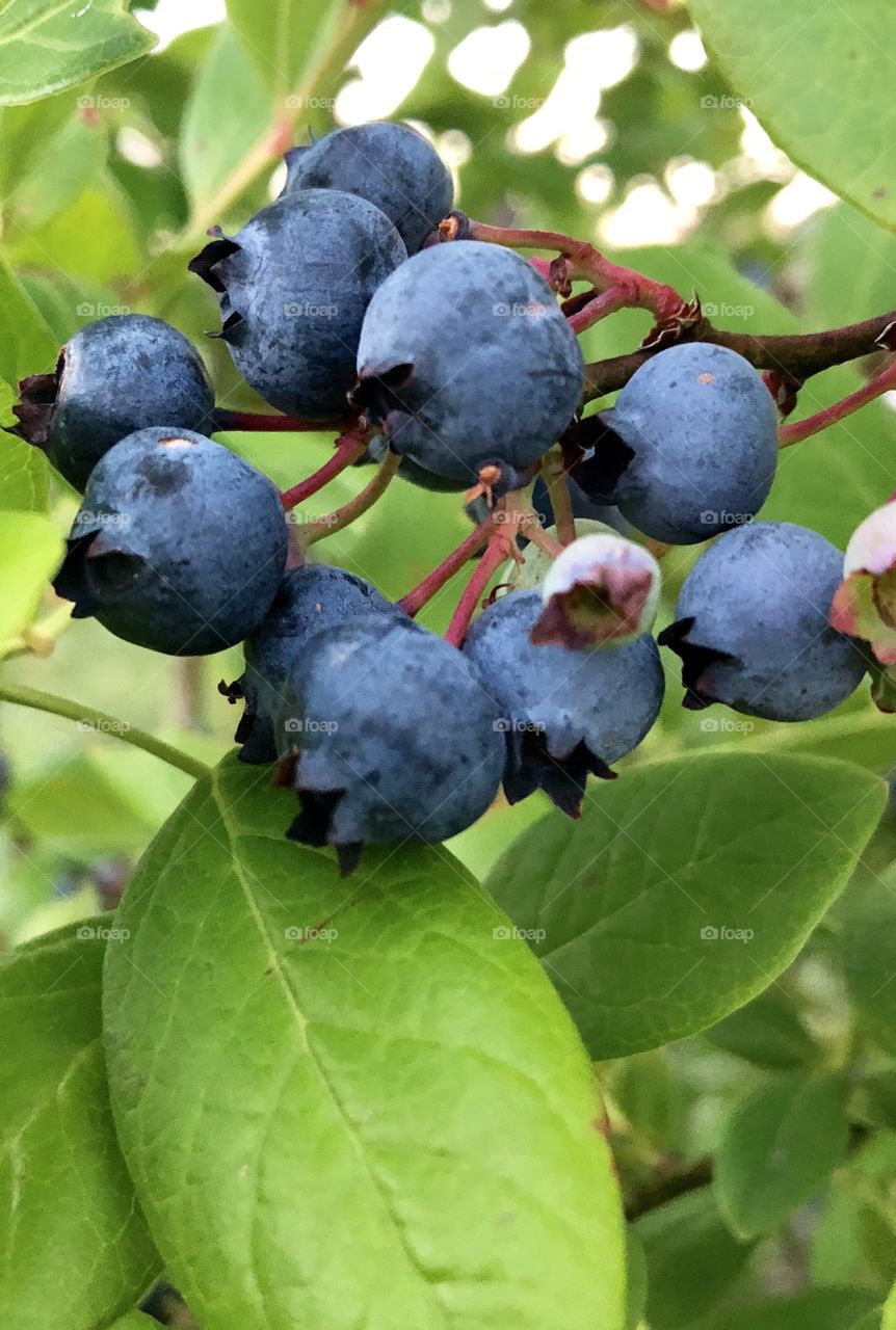 Blueberries Ripened On A Blueberry Bush