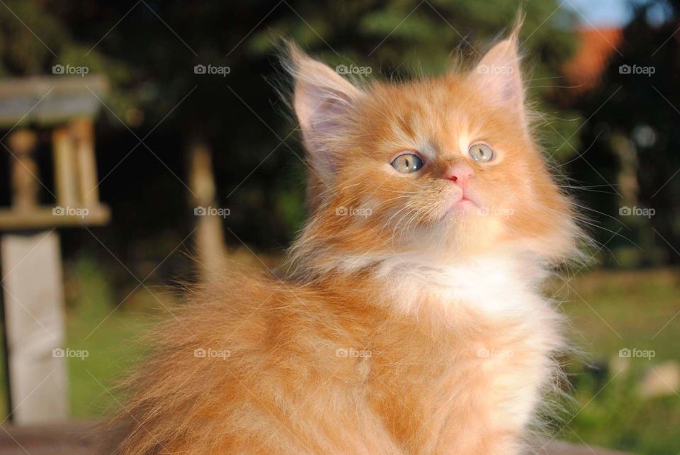 Katze Portrait Kitten