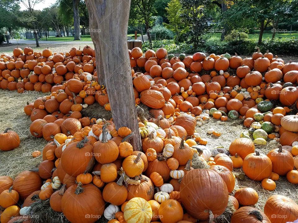 Tree surrounded by Pumpkins