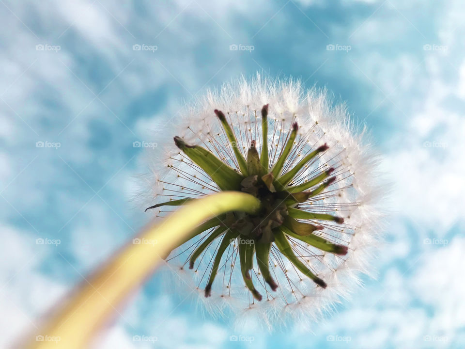 Dandelion against blue cloudy sky 
