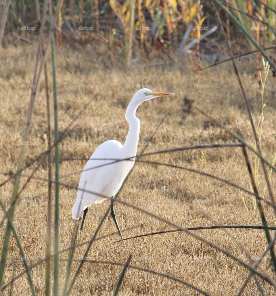 wildlife, white crane walking through the short grass looking for a tasty meal.