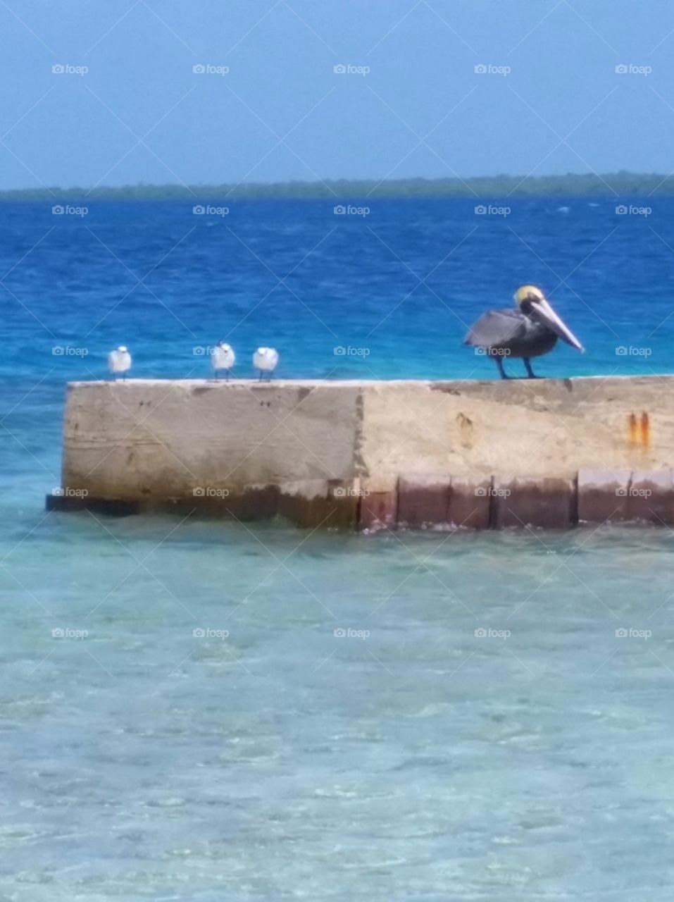Pelican - Desert Isle - Belize