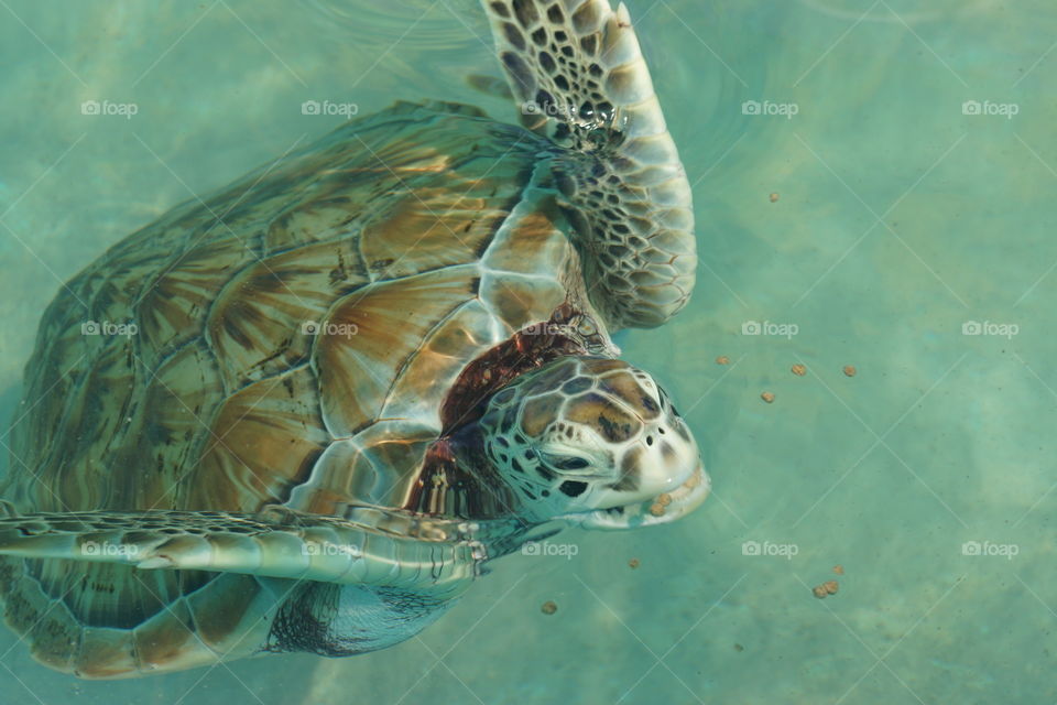 Turtle - Isla Mujeres