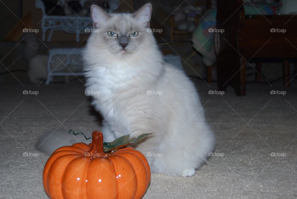 Ragdoll cat pumpkin 