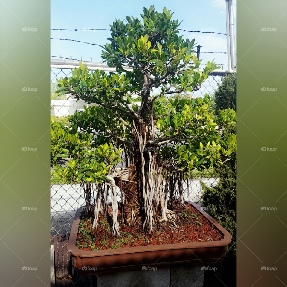 Tree, Soil, Root, Bonsai, Growth