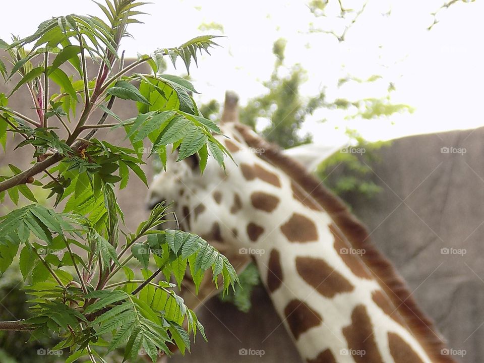 Baha the giraffe hiding behind some leaves.