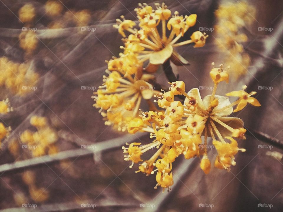 Close-up of blossoms of a cornelian cherry