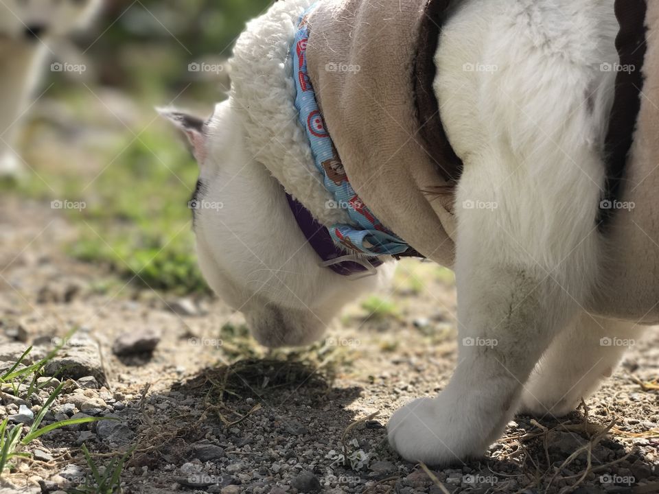 Searching in the garden