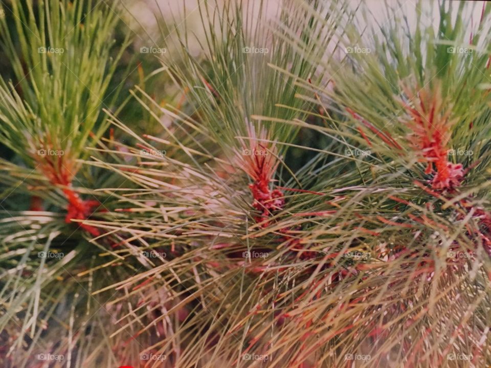 Pine tree needles 