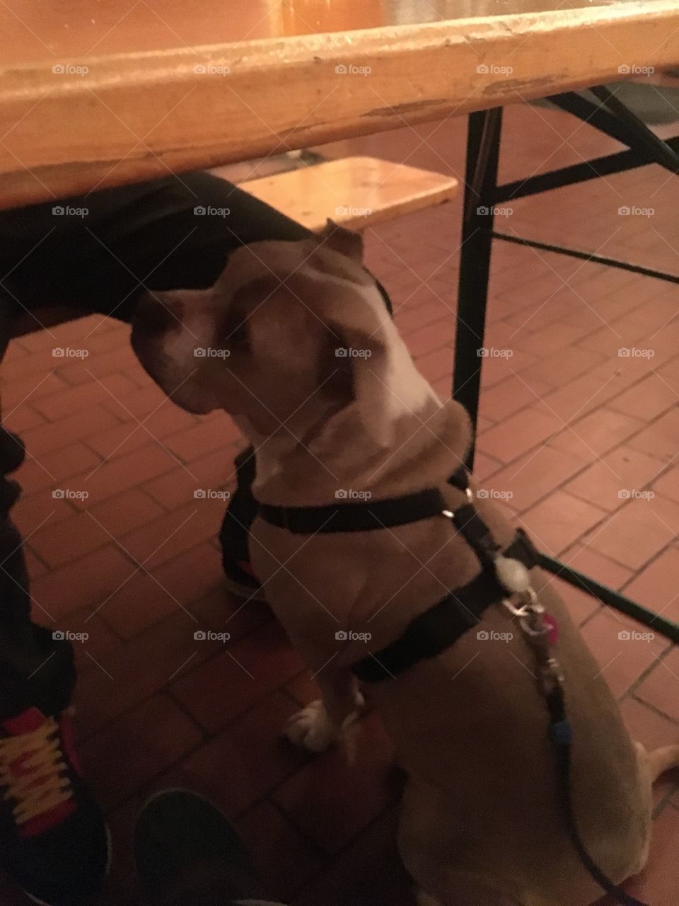 Dog in bar