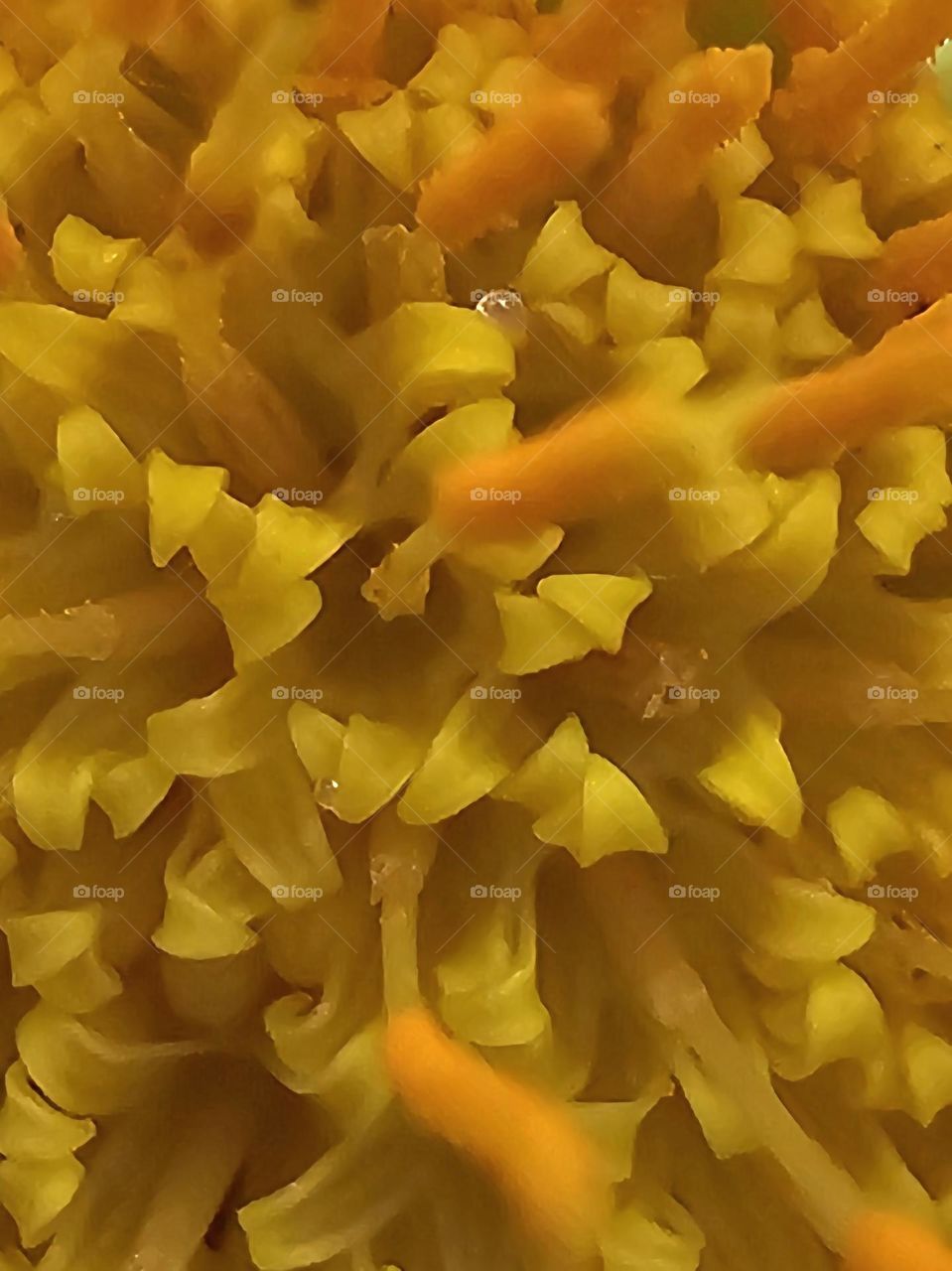 A lovely close-up of the center of a Gazania Linearis. The beautiful yellow and intricacies are now visible. One can see even tiny droplets.