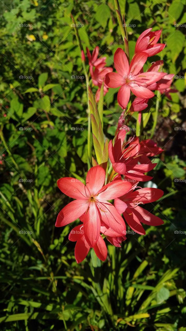 Vibrant red flowers