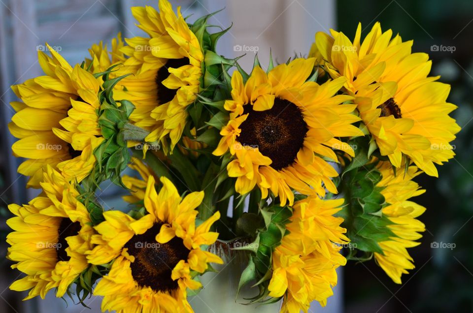 Sunflowers in vase 
