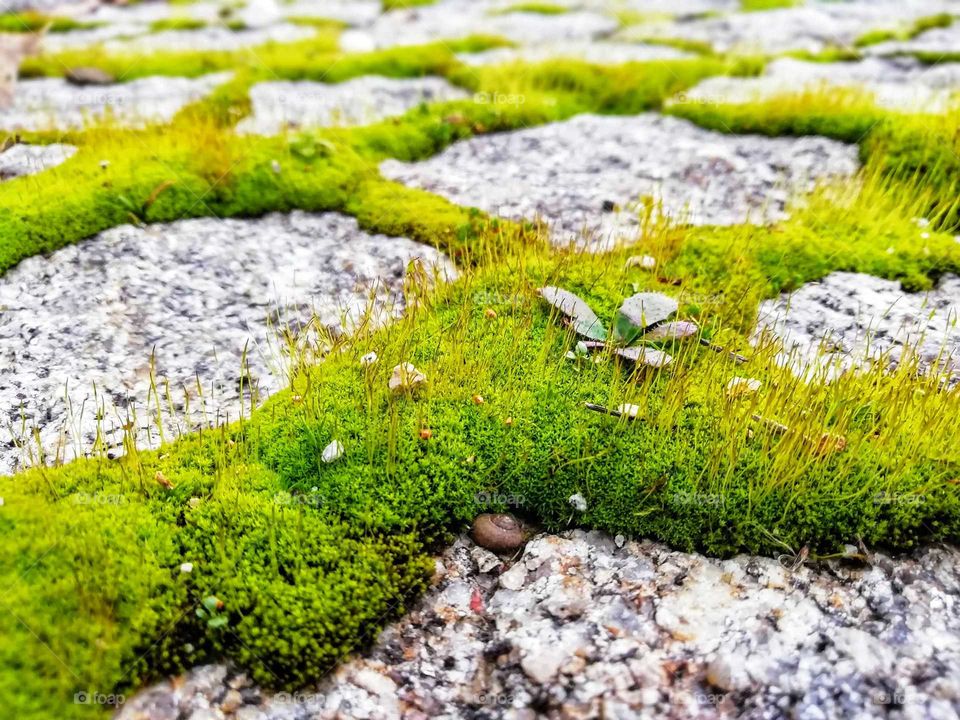 Close up of cobblestone path with green grass