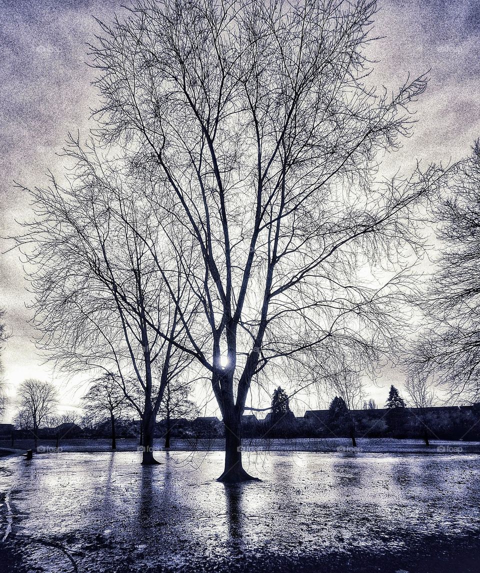 Black and white landscape of a frozen, flooded meadow in Colchester Castle Park with early morning sun reflecting on the ice through bare trees