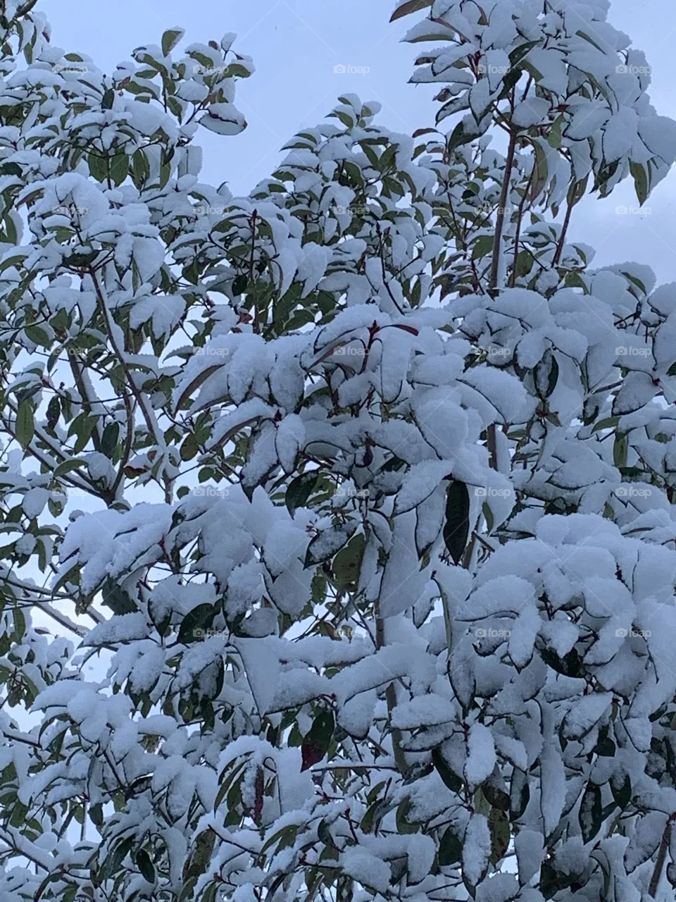 Winter