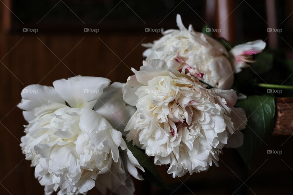 three delicate milky cut peonies lie on a chair on a brown background