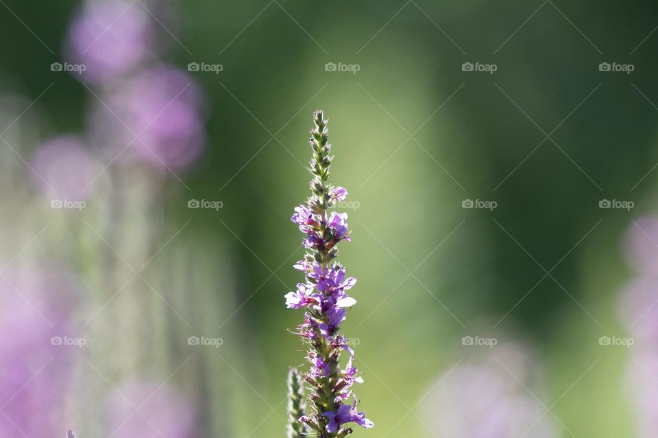 Purple wildflower