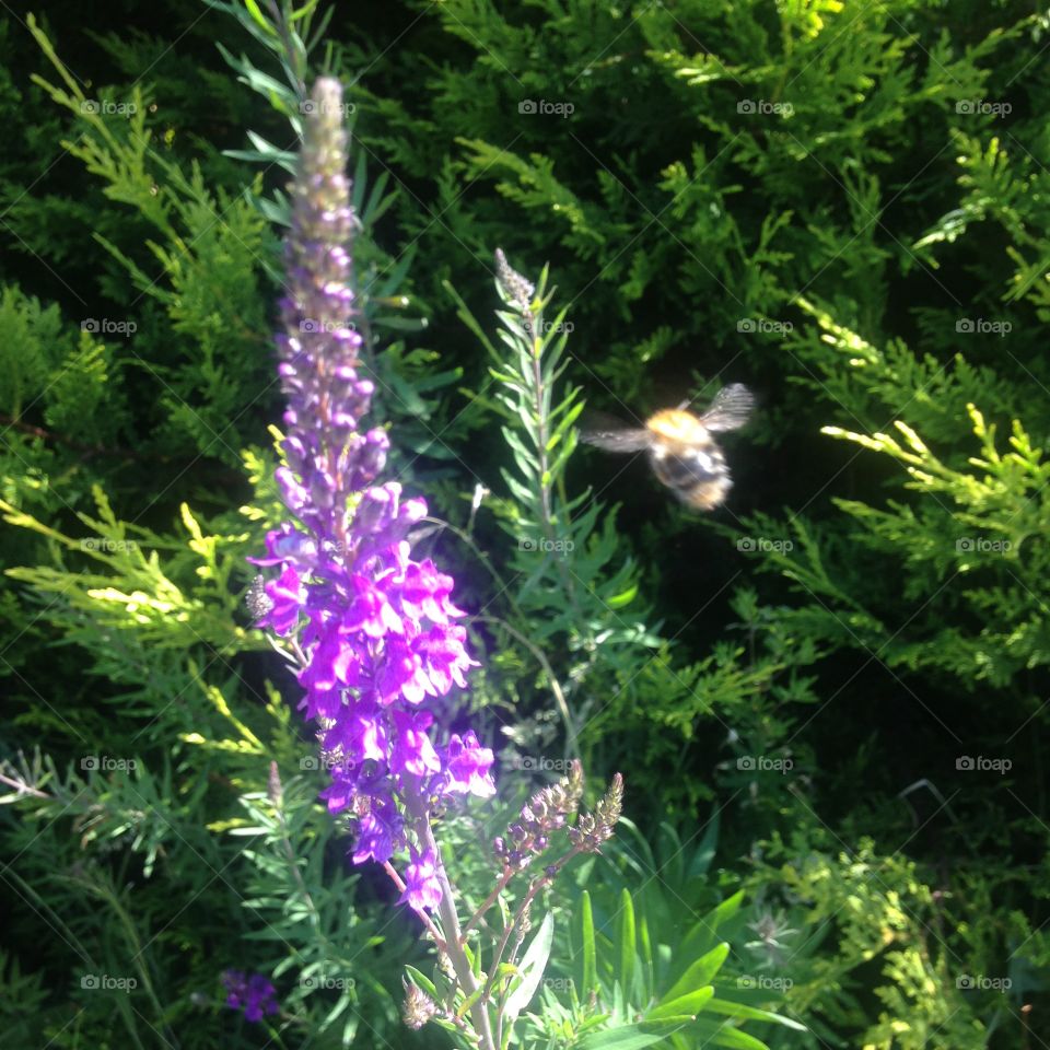 A bumblebee enjoys the wildflowers growing in the garden border amongst the cedars 