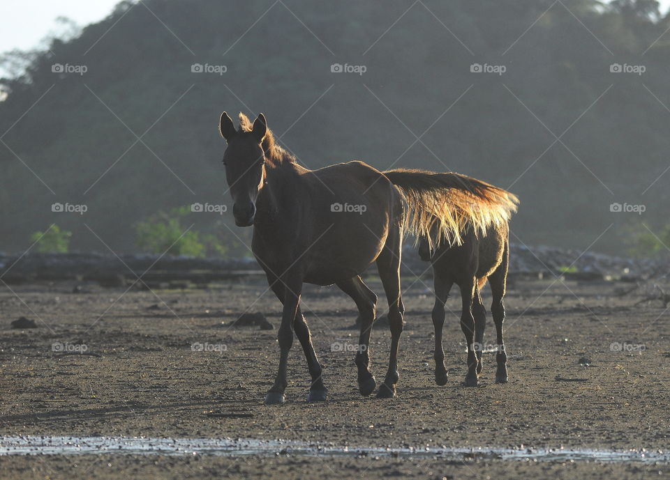 Grounding horse . One method of animalnursery for grown . Released free , and give time to the hourse for spending the day at the field to support their feed , interaction at the nature . Classical one method to do for localism here .