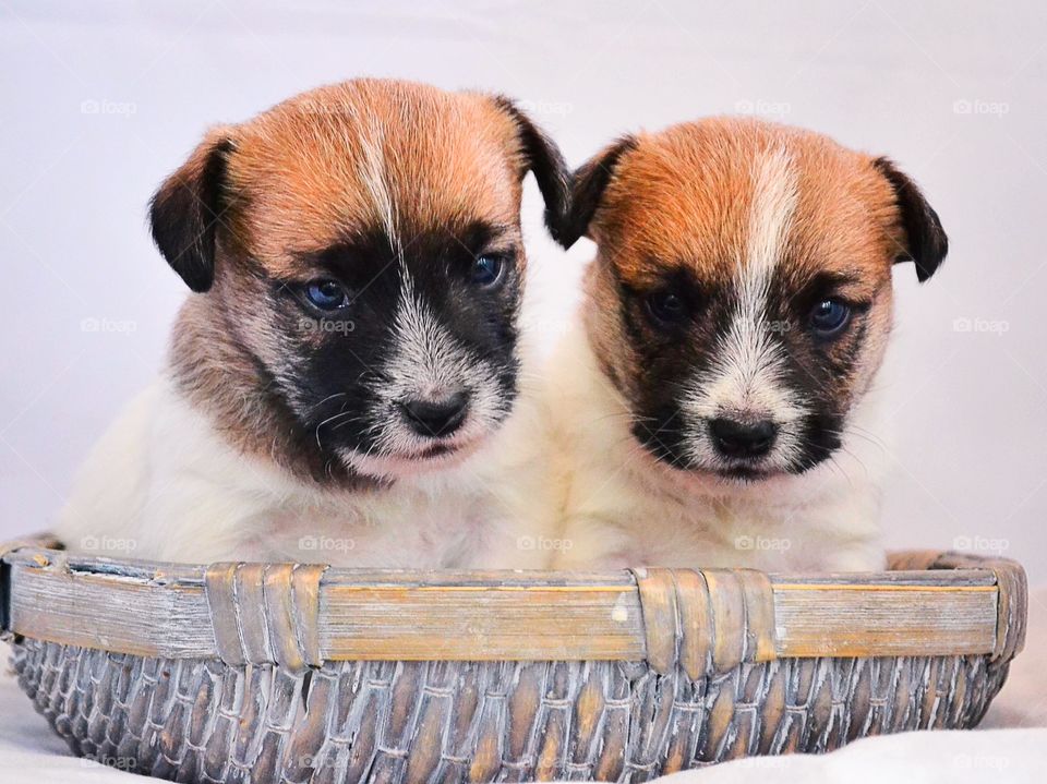 Jack Russell puppies in basket