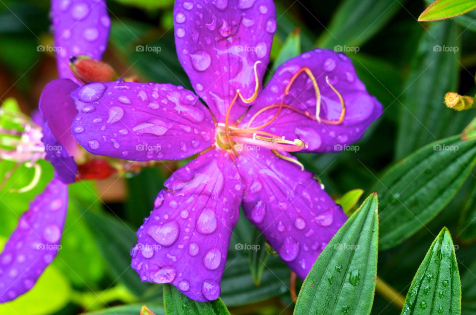 flower macro closeup purple by hkjohan