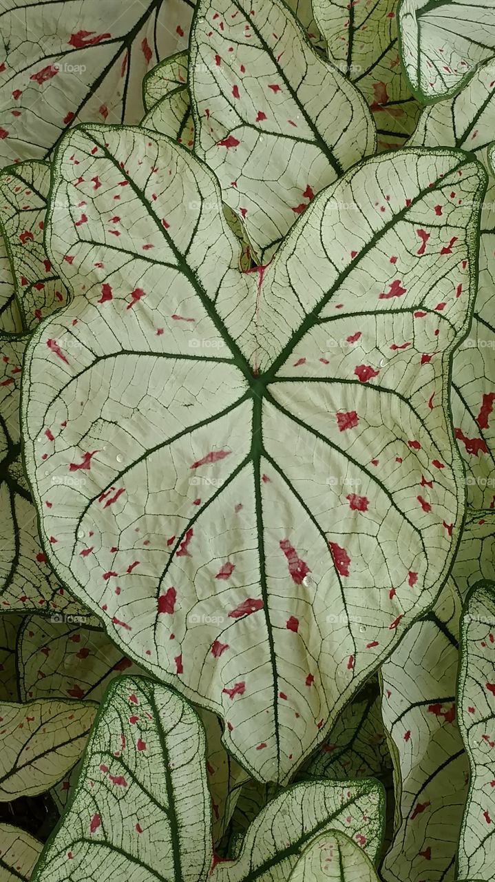 leaves