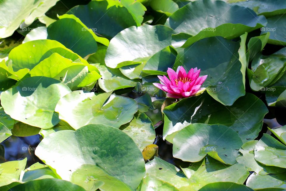 Pink Flower in Pile of Lily Pads