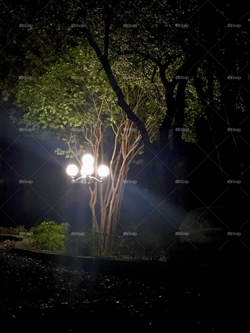 Lights at night exposing shadows and tree limbs.