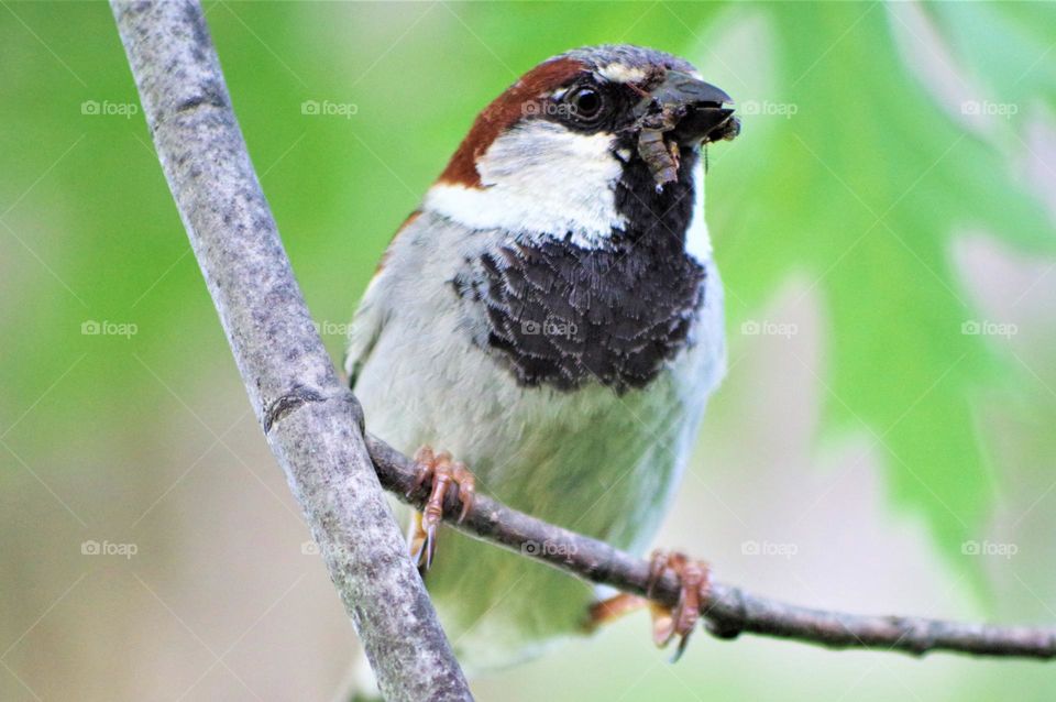 Sparrow On Branch 