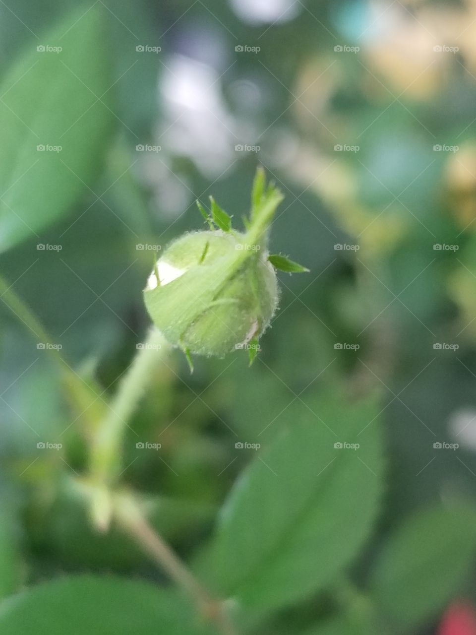 Botão de Rosa.