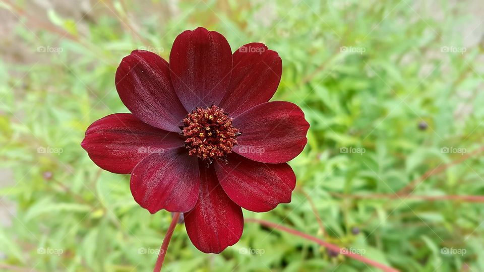 Dark red Cosmos choccamocca flower - mörkröd chokladblomma