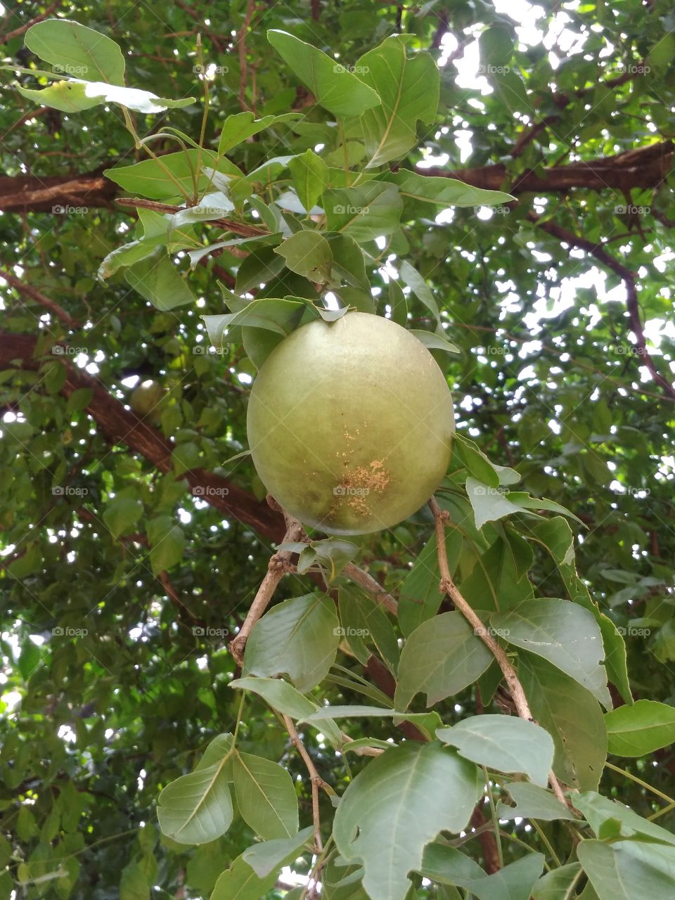 Bael( golden apple)