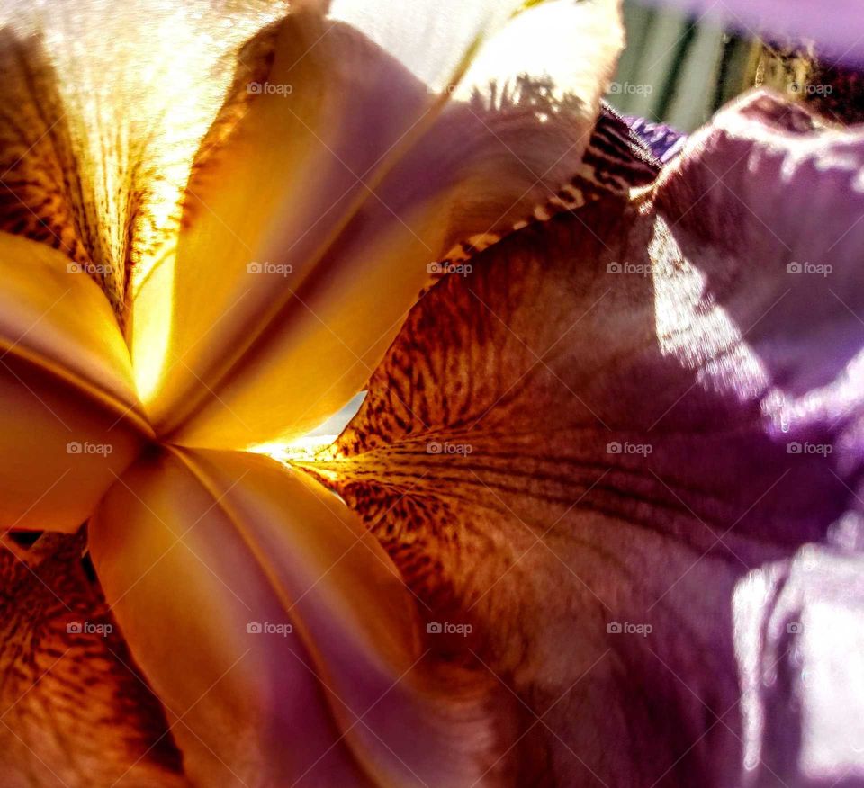 Purple and gold iris