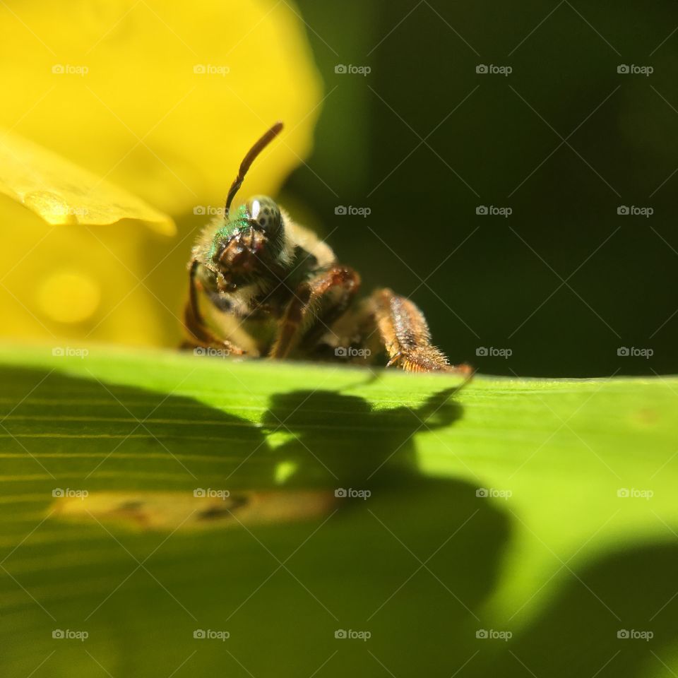 Green-headed bee closeup on leaf with shadow  grooming after a summer rain shower series