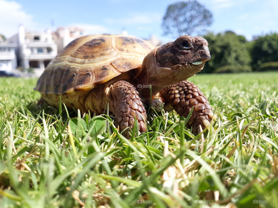 Cute Russian Tortise At The Park