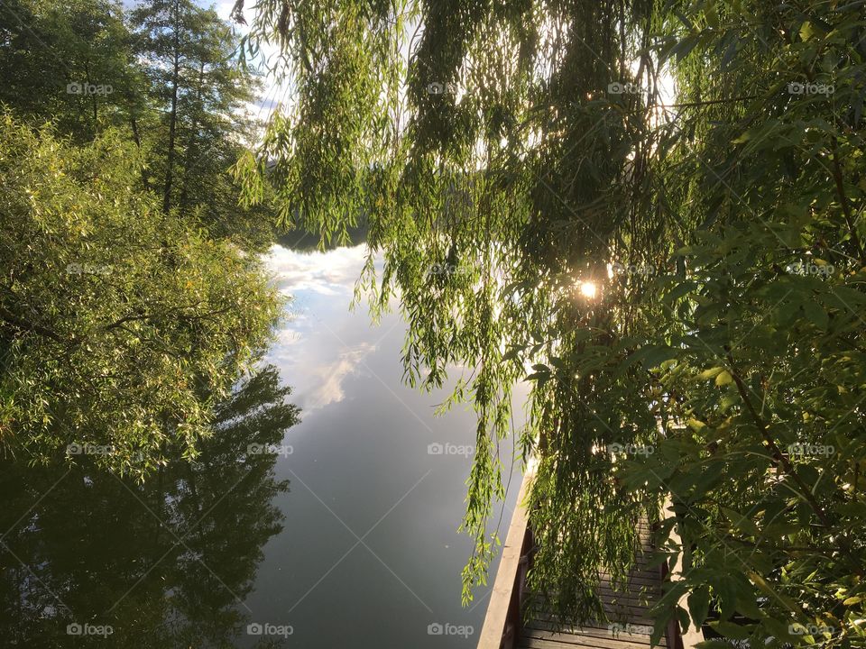 Birch tree at the lake