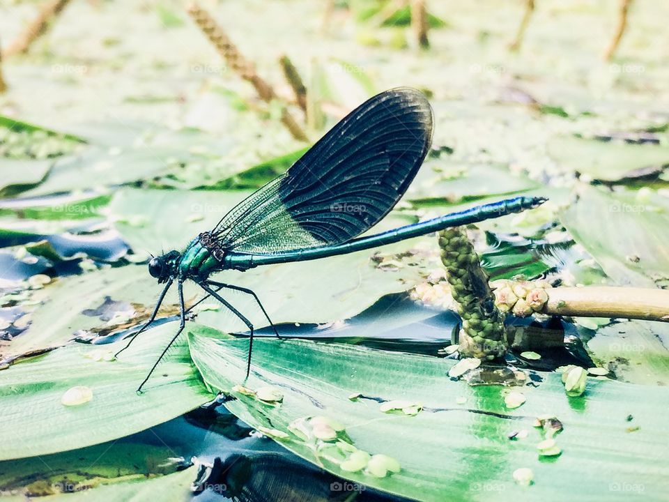 Dragonfly on a leaf