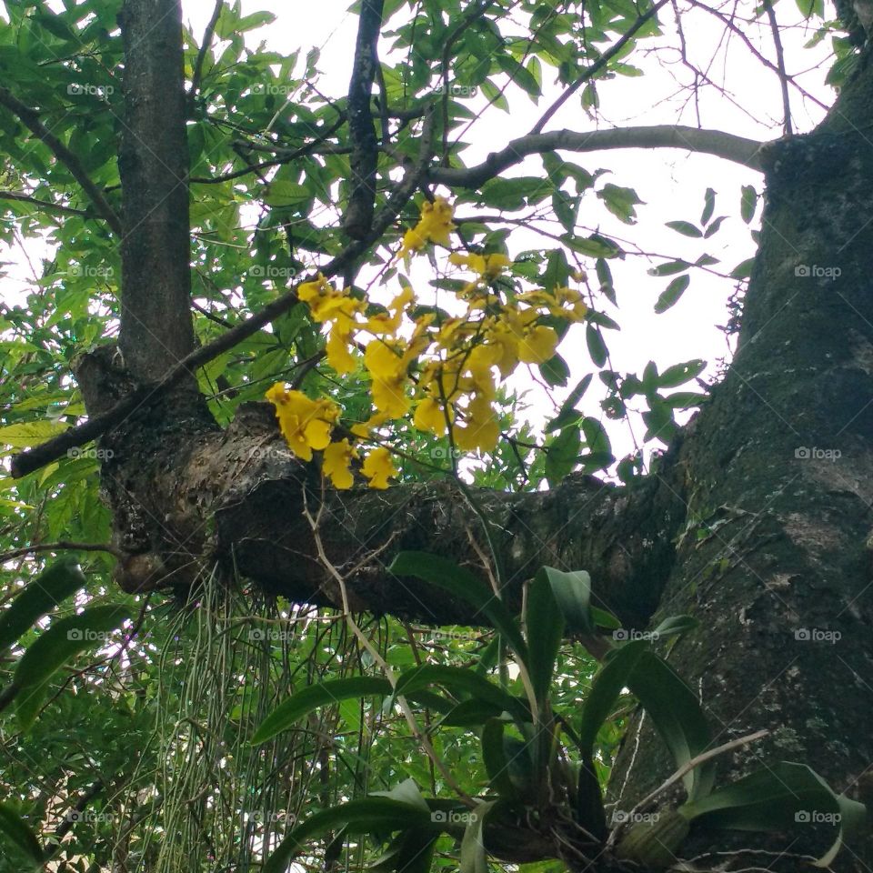 Yellow Orchid and the tree
