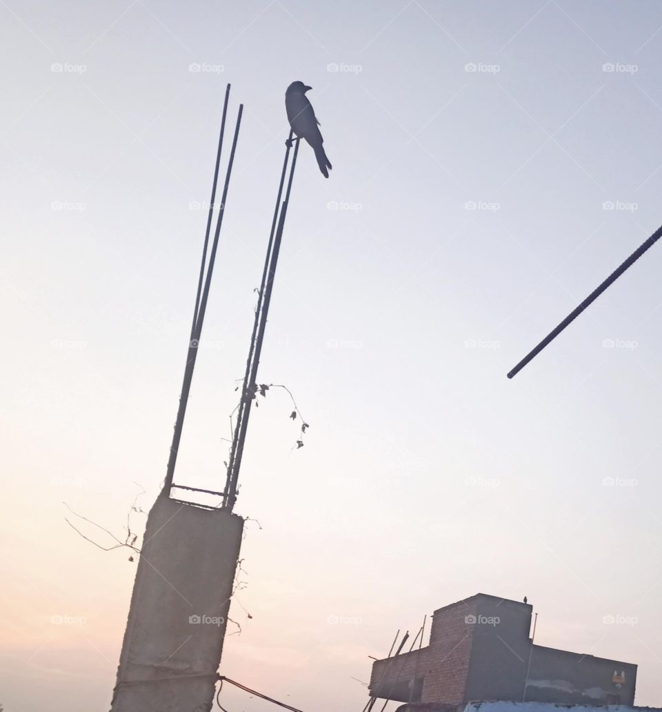 crow in sky