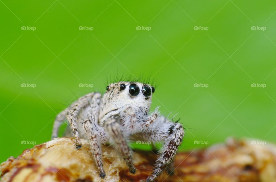 Jumping spider