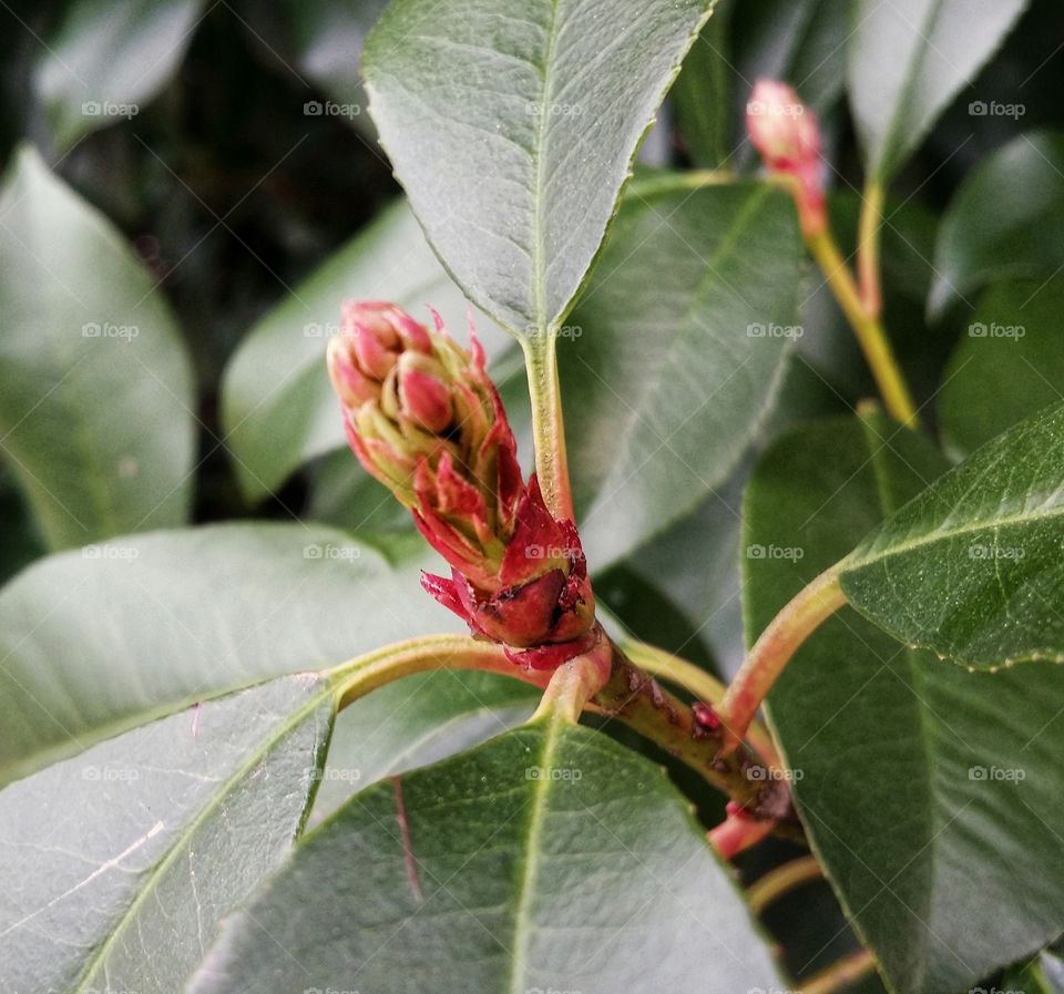 Red Tip Photinia bush budding in spring