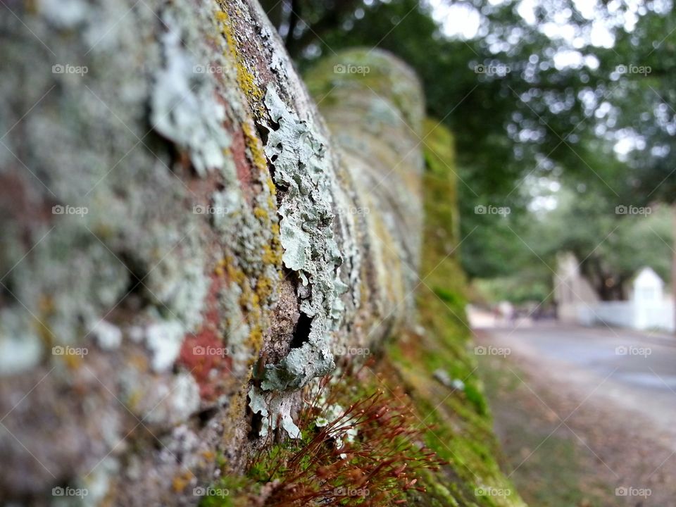 Moss covered wall in Williamsburg, Virginia