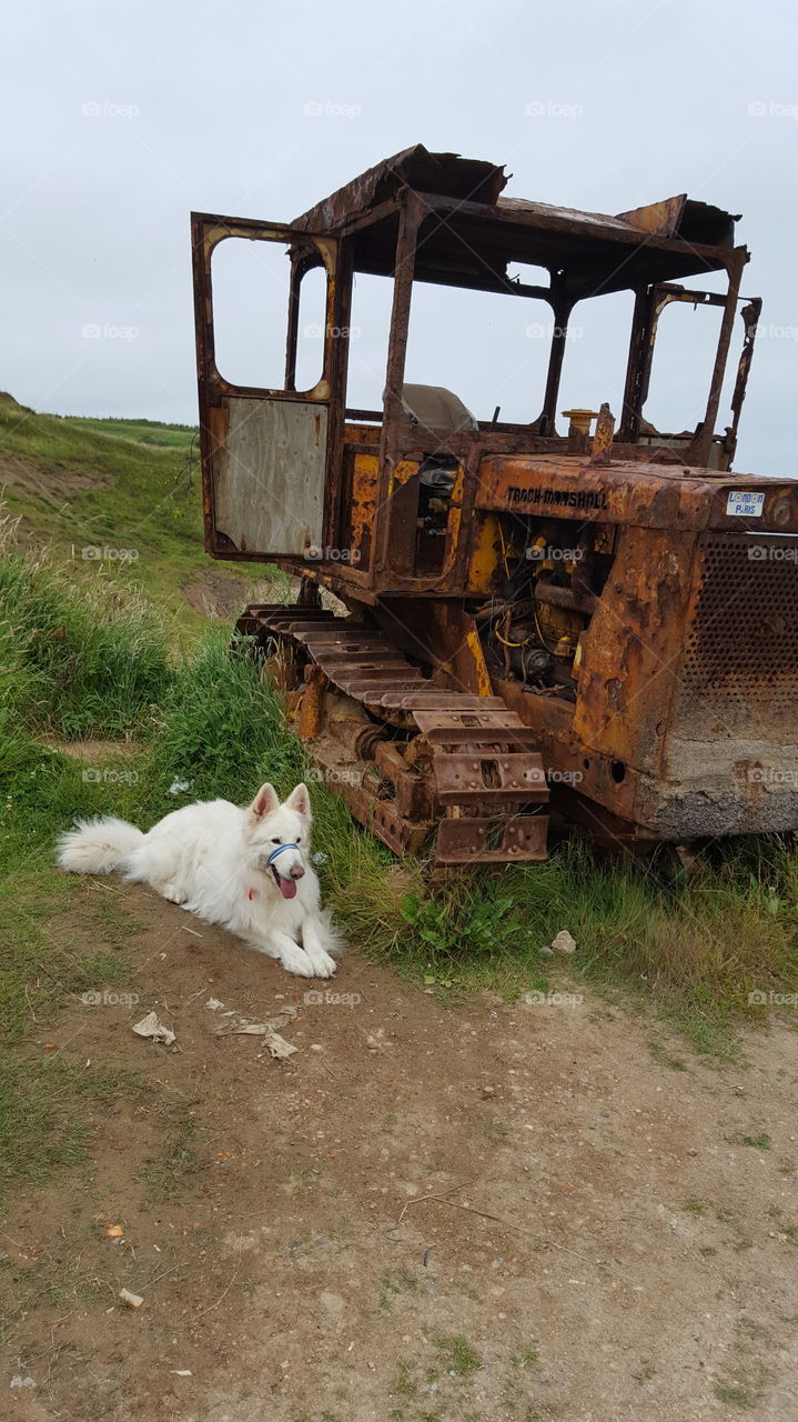 rusty and white