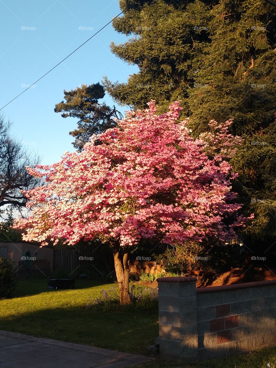 Pink blossoming tree in Portland, Oregon.