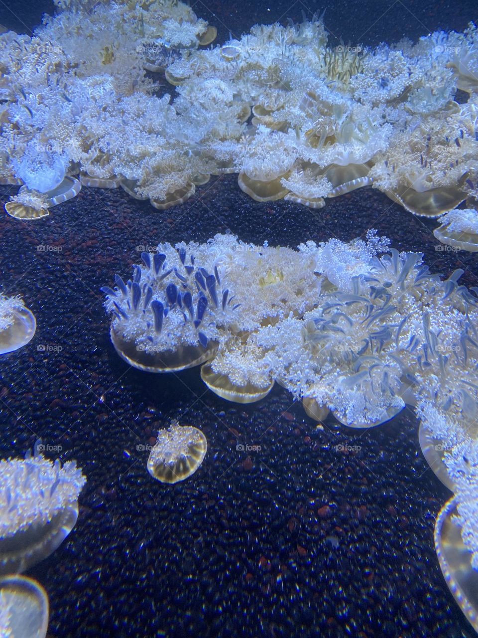 Upside down jellyfish 
